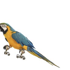 롤러스케이트 애완조 훈련용 미니 스케이트 바퀴 장난감 똑템, 1개