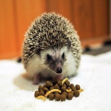 마룸마켓 고슴도치 먹이 햄찌통통 고슴도치사료