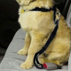 차량용 강아지 안전벨트 자동차 하네스 1개