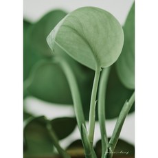 식물 플랜테리어 감각있는 인테리어 사진 포토 액자 홈인테리어 방꾸미기 카페 포스터 A2 A3 A4 01