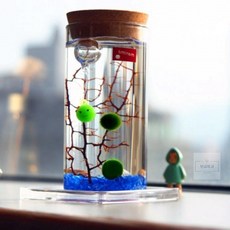 6보급창고 마리모 키우기 LED 유리병 마리모DIY