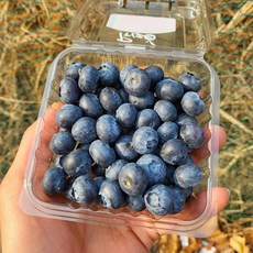 (냉동X) 항공 직수입 칠레산 생!! 블루베리 18mm내외 125g x 2팩 (250g) 슈퍼푸드 노화방지 항산화푸드 블루베리스무디 샐러드 그릭요거트와 함께 생블루베리, 8개, 18mm
