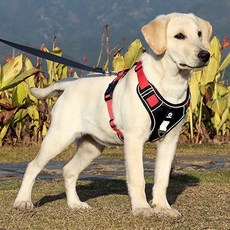 중형견 대형견하네스 앞섬방지 H형 강아지 가슴줄 하네스, 블랙, L