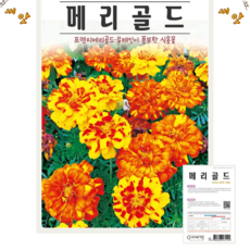 메리골드 혼합 씨앗(100립)공작초 프렌치메리골드루테인이 풍부한 식용꽃 종묘 종자 씨 영웅 KS, 1개