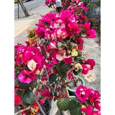 霏霏園藝印度風暴九重葛老樹 老樹盆栽 居家裝飾 增添異國風情 特價優惠中, 1個