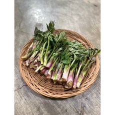 (서천특화시장) 26년 국내산 제철 나물 봄나물 햇 서천 땅두릅500g 1kg 2kg, 500g, 1개