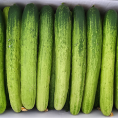 국내산 백다다기오이 신선한 산지직송 오이, 1개, 2kg
