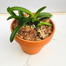 농장직송 산아래 다육이 생명력최고 키우기쉬운 공기정화 전자파차단 소엽풍란 다육식물 선인장 가습식물, 1개, 예쁜초록