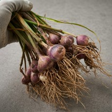 26년 수확한 홍산마늘 단구(외통마늘) 종자용 500g 1kg, 1개, 홍산단구(종자용) 하 1kg