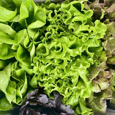 [한정수량] 유럽채소 모둠쌈 당일수확 샐러드 쌈채소 산지직송 유러피안 샐러드 서민 갑부 채소, 1세트, 1kg