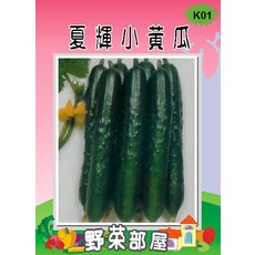 【野菜部屋】K01 夏之輝小黃瓜種子 市場評價極高品種, 1包