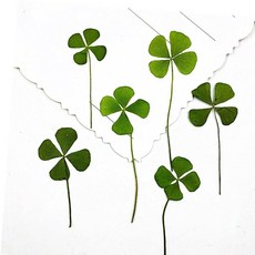 진공포장 압화 레진아트 생화 네잎클로버 12매, 진녹색