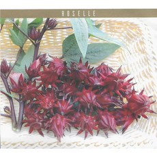 永晴 洛神花種子 100公克 洛神葵 植物界的紅寶石, 1包