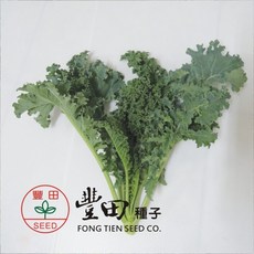 鳳仙羽衣甘藍種子 葉緣細裂卷曲 風味濃郁 質地柔軟, 1包