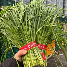 울산 햇 부추 울산 부추 생채 봄부추 초벌 부추 정구지 국밥 손질 부추 겉절이 부추 기양초, 1개, 1kg