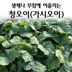 [모종심는아빠] 생채나 무침에 어울리는 청오이 모종, 모종3개, 1개