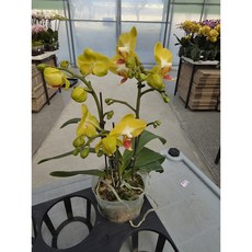 [가든동화] 호접란 미니옐로우 서양난 / 집들이 개업 승진 축하 선물 꽃배달 고급 인테리어 꽃화분 공기정화식물, 1개