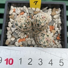 G.L.魔仙園多肉植物 迷你馬(紫王子)Escobaria minima, 1個, 07