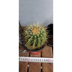 팅커벨선인장 금호, 1개