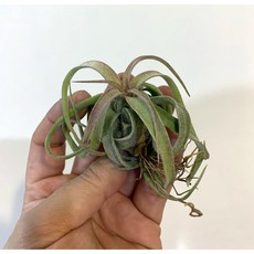 空氣鳳梨 電捲燙 Streptophylla 觀賞植栽