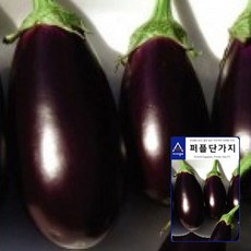 아시아 퍼플 단가지 씨앗 50립, 1개