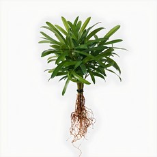 메이크정글 공기정화 수경재배 흙 세척 식물 모음 나한송, 1개