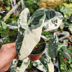 지금이 구매시기 무늬프라이덱 소품199 알로카시아 무프덱 희귀식물 꽃비종합원예 꽃비종합원예, 1개, 사진참조