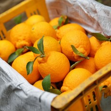 제주도 노지 한라봉 가정용 9kg, 1개, 상세페이지 참조