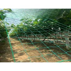 고추망 그물 넝쿨 오이그물 애플수박망 호박 완두콩 지지대 1. 10cm 격자 1x2m 포장
