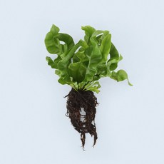 마이플랜트 코브라 아비스 세척 모종 소형 수경재배식물, 1개