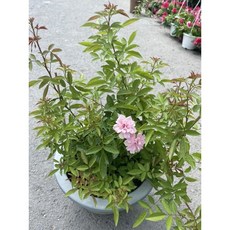 霏霏園藝 無刺慢性玫瑰 盆栽, 1個