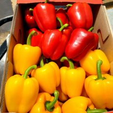 아빠농산 국내산 못난이 파프리카, 1박스, 1kg 혼합