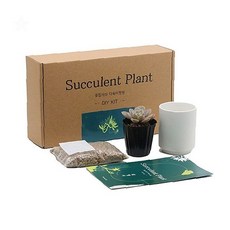 베란다 거실용 초보자용 다육이키우기 미니화분 다용도 식물용 가드닝키트, 1개, 라울