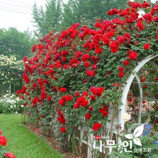 [나무인] 사계줄장미 덩굴장미 넝쿨장미, 1개