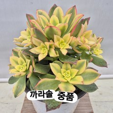 까라솔 중품, 1개, 예쁜칼라