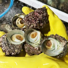 완도 뿔소라 산소포장 캠핑 조개구이 조개찜, 1개, 1kg