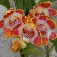 [신라난농원]Chysis limminghei.차이시스 림민헤이.살구빛핑크색복카시의꽃.좋은향.고급스런품종.인기.재입고..필독뒷사진참고., 1개