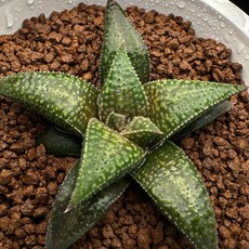 (Baki X Dark Wimii) X Black Koel416-11 多肉植物