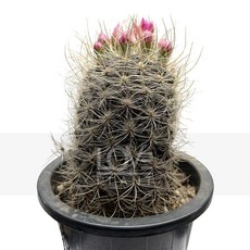 [꽃사랑식물나라] 네오포르테리아(중품) 선인장 화려한꽃 긴가시 공기정화식물 식물키우기