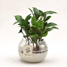 가꾸지오 수경식물 물방울글라스 16종 DIY SET, 물방울글라스-천냥금, 1개