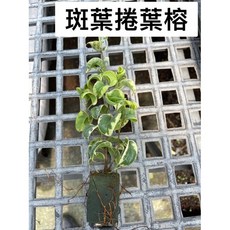 霏霏園藝 斑葉捲葉榕, 1個