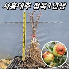 '사과처럼 아삭아삭' 사홍대추나무 태상왕대추 접목1년생 묘목, 1개, 특묘