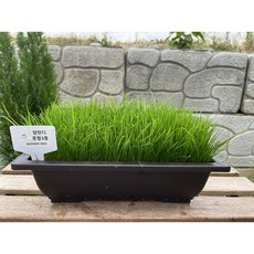 양잔디혼합 1kg 20kg 풀씨 양잔디혼합3종 혼합종자, 2개