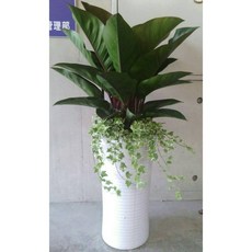 紅帝王蔓綠絨盆栽-適用開幕/榮升/喬遷/會員大會/競選總部-高約120公分