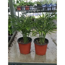 1+1 테이블야자 소품 반려식물 공기정화, 1개