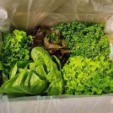 유러피안 샐러드 채소믹스 신선 샐러드채소 유럽상추, 1개, 1kg