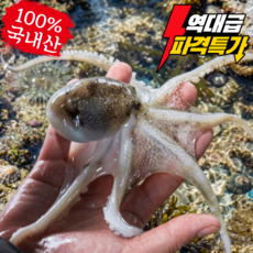 [당일조업산지직송] 서해안 국내산 활쭈꾸미 알쭈꾸미, 1박스, 2kg/국내산