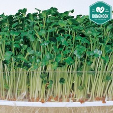 동국종묘 무순 씨앗 500g 1kg 새싹채소 어린잎 종자, 1. 무순 500g, 1개