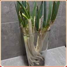 xinlin-173 생강 마늘 보관 주방 생강 마늘 가정용 투명 수납 바구니 마늘 바구니, 작은 사이즈 [높이 24cm], 투명한 정사각형