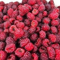 햇 산딸기 제철과일 생과, 1개, 250g